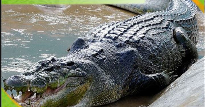 Heboh, Buaya Besar Muncul di Perbatasan Desa Talang Kerinci. ini Respon BKSDA Jambi