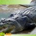 Heboh, Buaya Besar Muncul di Perbatasan Desa Talang Kerinci. ini Respon BKSDA Jambi