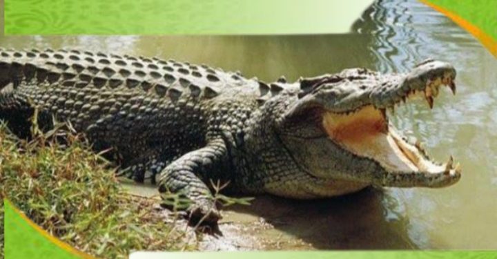 Episode ke II, Buaya Muncul Kembali di Batas Desa Talang Kerinci