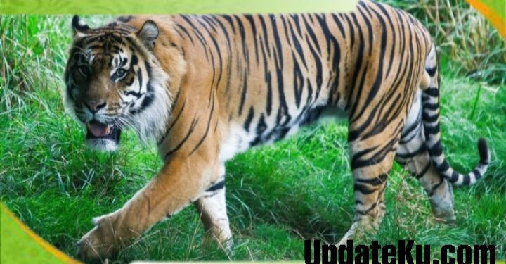 Leher Digigit Harimau, Sidin Tewas