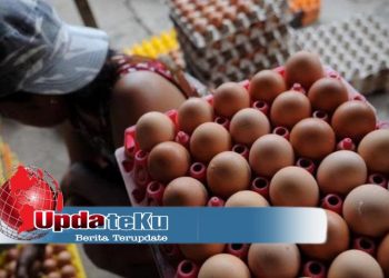 Harga Telur Anjlok, Apa Penyebabnya ?