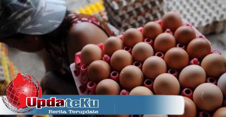 Harga Telur Anjlok, Apa Penyebabnya ?