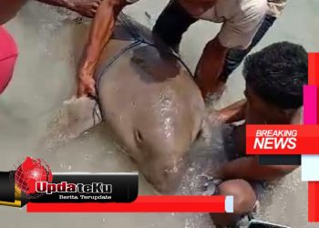 Heboh, Penampakan Ikan Duyung di Lembata Jadi Tontonan Warga