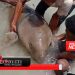 Heboh, Penampakan Ikan Duyung di Lembata Jadi Tontonan Warga