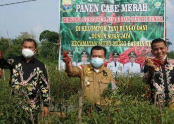 Lanjutkan Kunker di Bungo, Al Haris Tanam Kedelai dan Panen Cabe