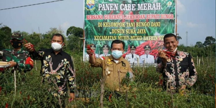 Lanjutkan Kunker di Bungo, Al Haris Tanam Kedelai dan Panen Cabe