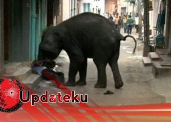 Dirawat 3 Hari, Korban Amukan Gajah di Tebo Meninggal Dunia