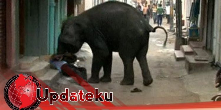 Dirawat 3 Hari, Korban Amukan Gajah di Tebo Meninggal Dunia