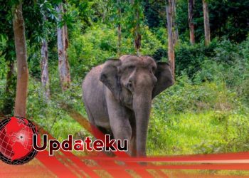 Habitat Gajah Terganggu 1 Orang Tewas