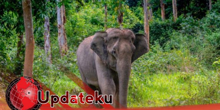 Habitat Gajah Terganggu 1 Orang Tewas