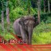 Habitat Gajah Terganggu 1 Orang Tewas