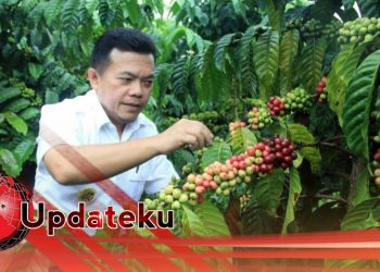 Kopi Kerinci Tembus Pasar Internasional, Kualitas Terus Dipertahankan