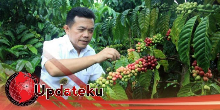 Kopi Kerinci Tembus Pasar Internasional, Kualitas Terus Dipertahankan