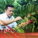 Kopi Kerinci Tembus Pasar Internasional, Kualitas Terus Dipertahankan