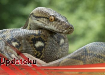Ular Sepanjang Enam Meter Melilit Seorang Nenek Hingga Tewas