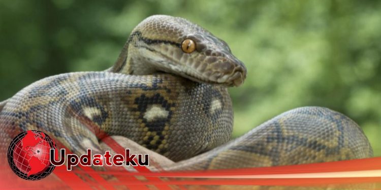 Ular Sepanjang Enam Meter Melilit Seorang Nenek Hingga Tewas