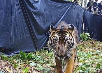 Warga di Jambi Diterkam Harimau Saat Pergi Buang Air pada Malam Hari
