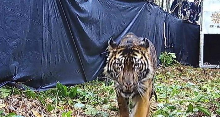 Warga di Jambi Diterkam Harimau Saat Pergi Buang Air pada Malam Hari