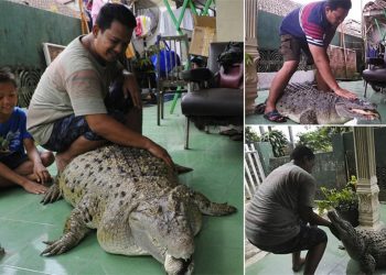 Viral…! Buaya 200 Kg Hidup Bersama Satu Keluarga Selama 25 Tahun
