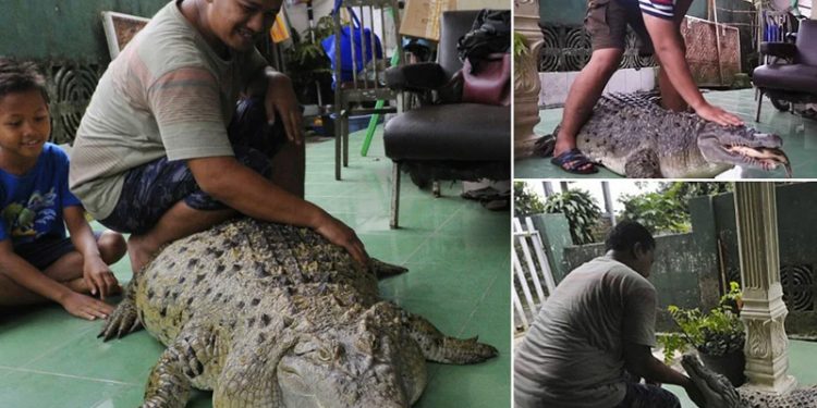 Viral…! Buaya 200 Kg Hidup Bersama Satu Keluarga Selama 25 Tahun