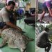 Viral…! Buaya 200 Kg Hidup Bersama Satu Keluarga Selama 25 Tahun
