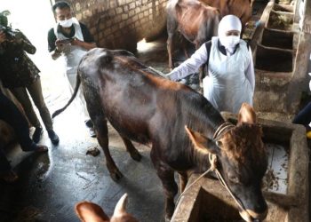 Wabah (PMK) Menyerang Hewan Ternak di Jatim, Pasar Hewan Tutup Sementara