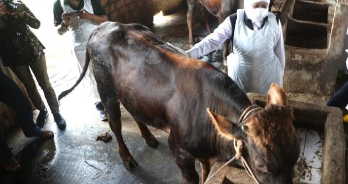 Wabah (PMK) Menyerang Hewan Ternak di Jatim, Pasar Hewan Tutup Sementara