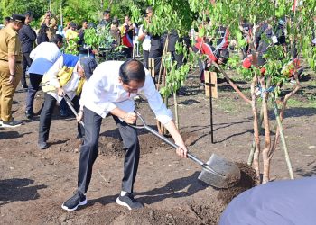 Lestarikan Tanaman Endemik NTT, Presiden Jokowi Tanam Pohon Cendana