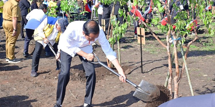 Lestarikan Tanaman Endemik NTT, Presiden Jokowi Tanam Pohon Cendana