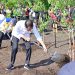 Lestarikan Tanaman Endemik NTT, Presiden Jokowi Tanam Pohon Cendana