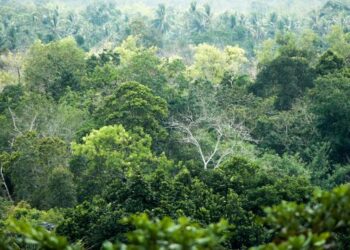 Hutan Indonesia Simpan “Harta Karun” dan Terancam Punah