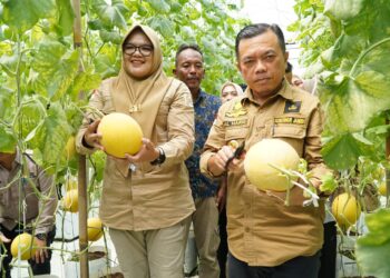 Gubernur Jambi Al Haris Panen Buah Melon Premium dan Dialog Bersama Kelompok Tani
