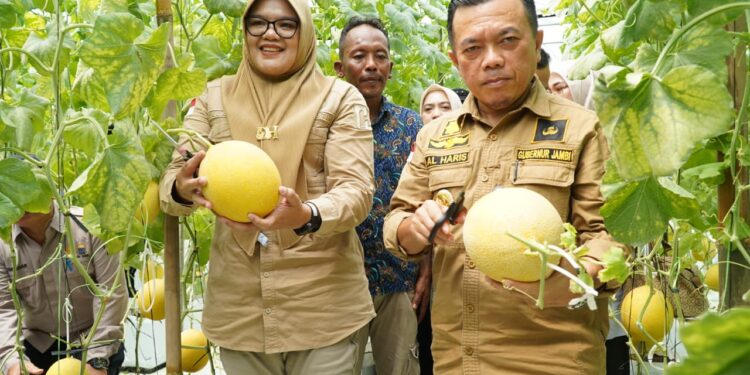Gubernur Jambi Al Haris Panen Buah Melon Premium dan Dialog Bersama Kelompok Tani