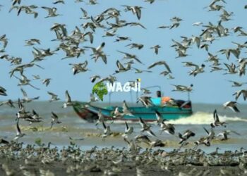 Migrasi Burung Australia Singgah di Pantai Cemara, WaGJi Catat Fenomena Penting Ekosistem Pesisir