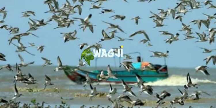 Migrasi Burung Australia Singgah di Pantai Cemara, WaGJi Catat Fenomena Penting Ekosistem Pesisir